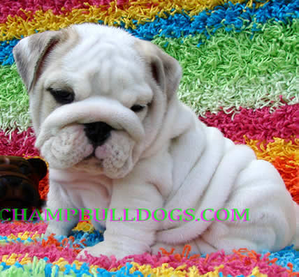 English bulldog puppies for sale photo